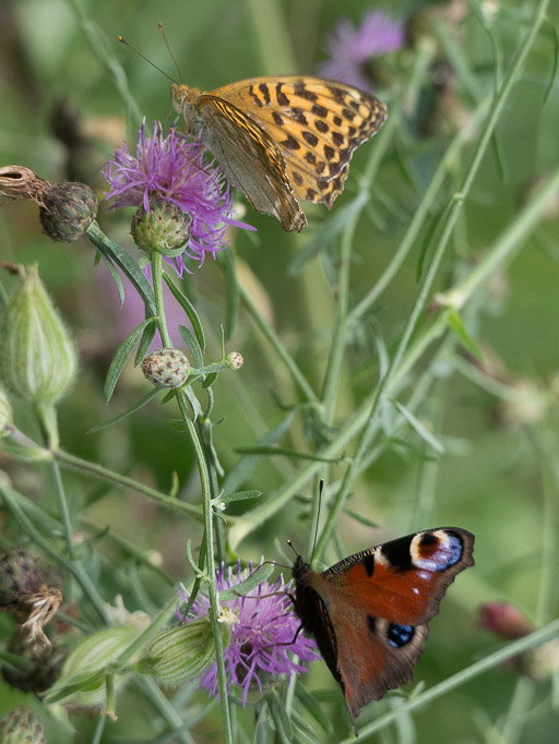 Argynnis paphia, Aglais io