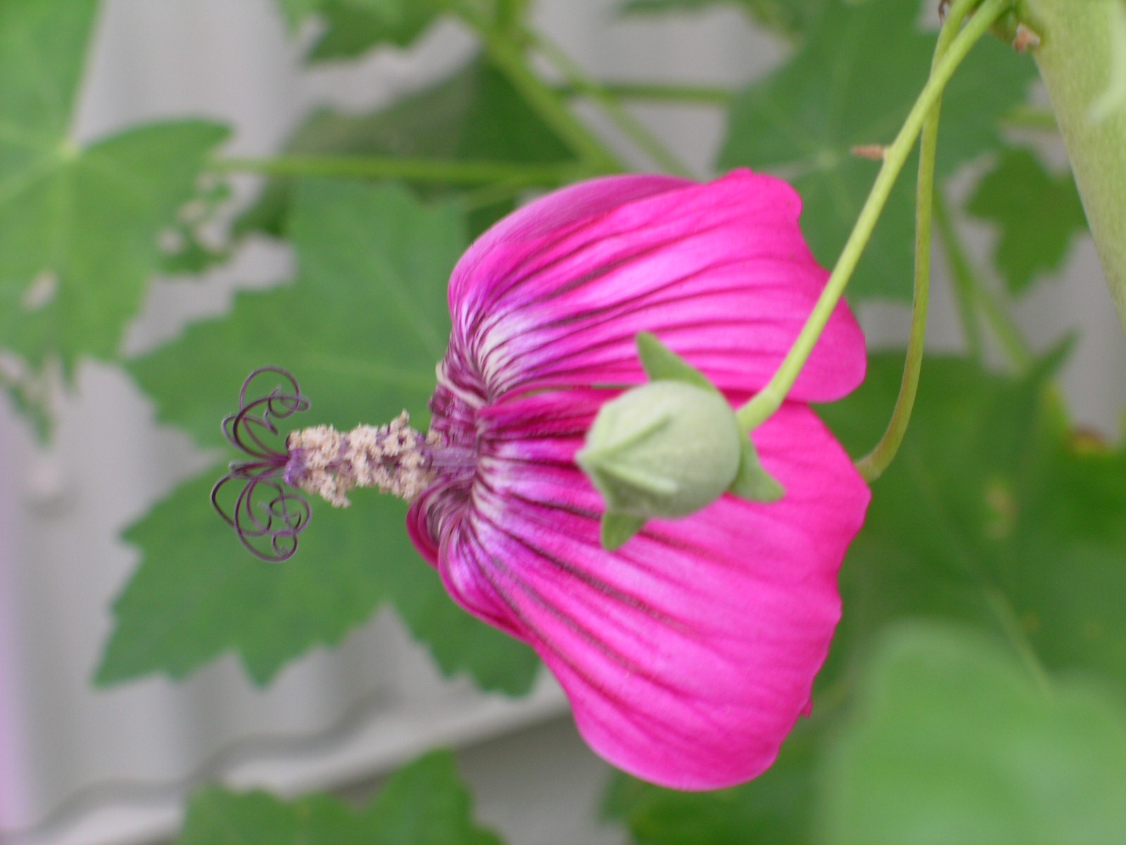 deep magenta flower with