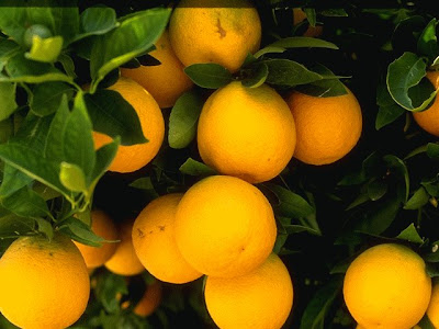 Wallpaper on yellow citrus