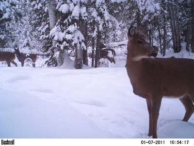 whitetail deer, Nolalu, 2011