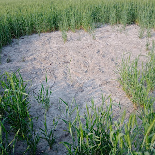 Farmer-and-electricity-bihar