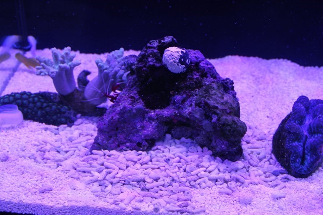 nIMG_8614