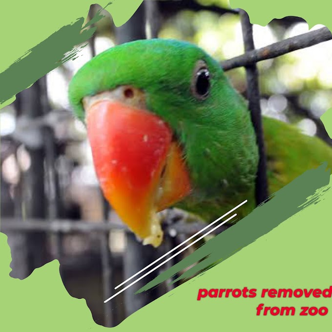Parrots removed from UK zoo after teaching each other to swear 