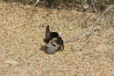 showing off his struttin' stuff