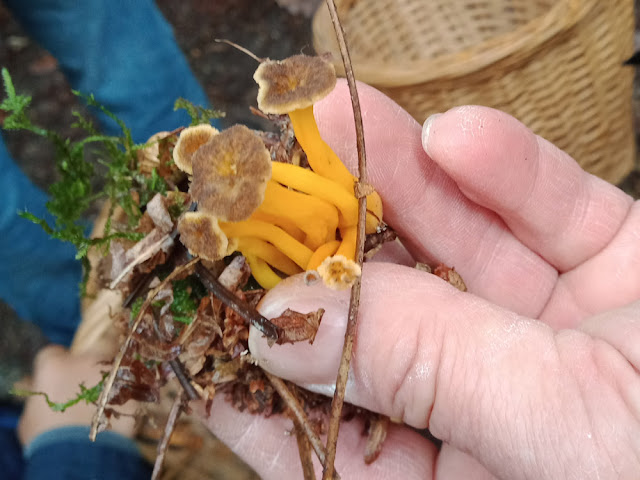 Trumpet Chanterelle Cantharellus tubaeformis, Indre et Loire, France. Photo by Loire Valley Time Travel.