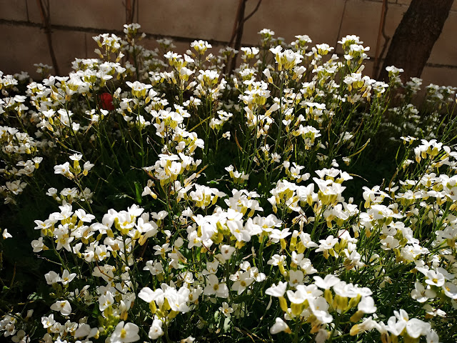 Arabis (Arabis alpina L. subsp. caucasica (Willd.) Briq.).