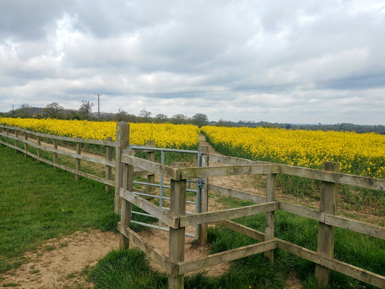 At the junction take Ridge footpath 21 NW across the field