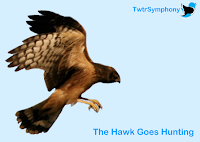 TwtrSymphony The Hawk Goes Hunting