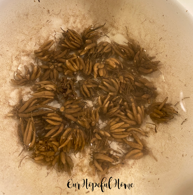 brown ranunculus corms soaking in water