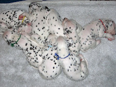 A Pile Of Puppies