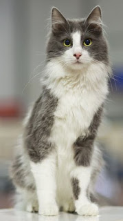 Mengenal Kucing Anggora, Jenis Kucing Pesaing Kucing Persia