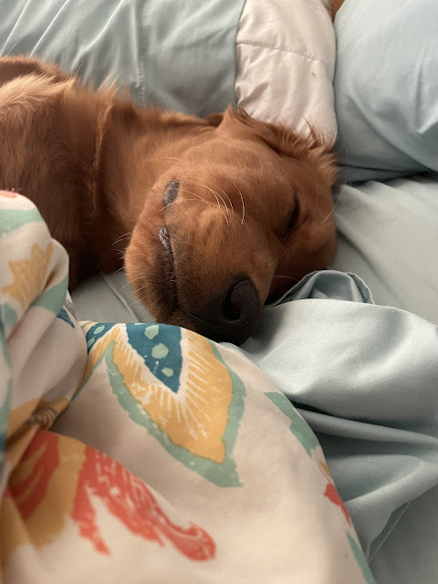 A close-up of big boy Miles asleep in my bed this time just focusing on his head which is turned to one side.