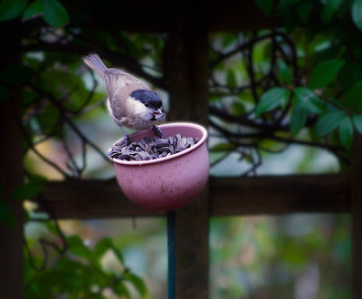 rat hedgehog marsh tit