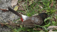 The features of this red-vented bulbul are much easier to see, however it is no longer alive. Near Ala Moana canal, Waikiki.