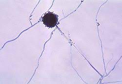 Aspergillus sp.