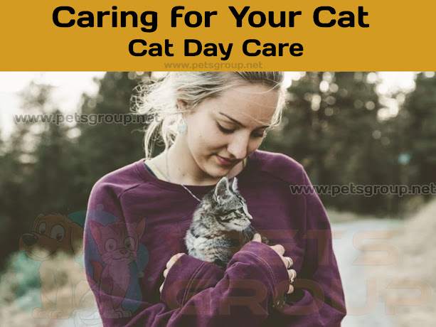 Cat Day Care