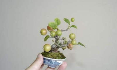 bonsai trees