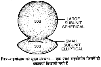 Solutions Class 11 जीव विज्ञान Chapter-8 (कोशिका : जीवन की इकाई)