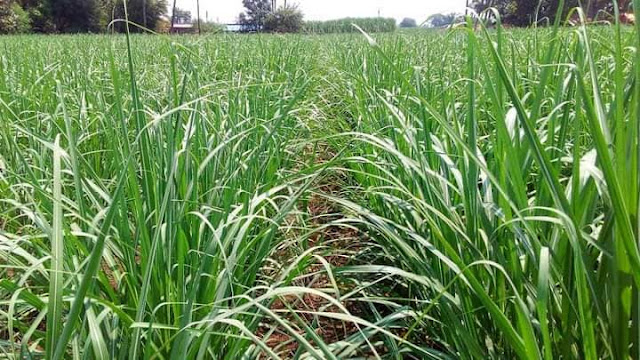 Sugarcane Cultivation