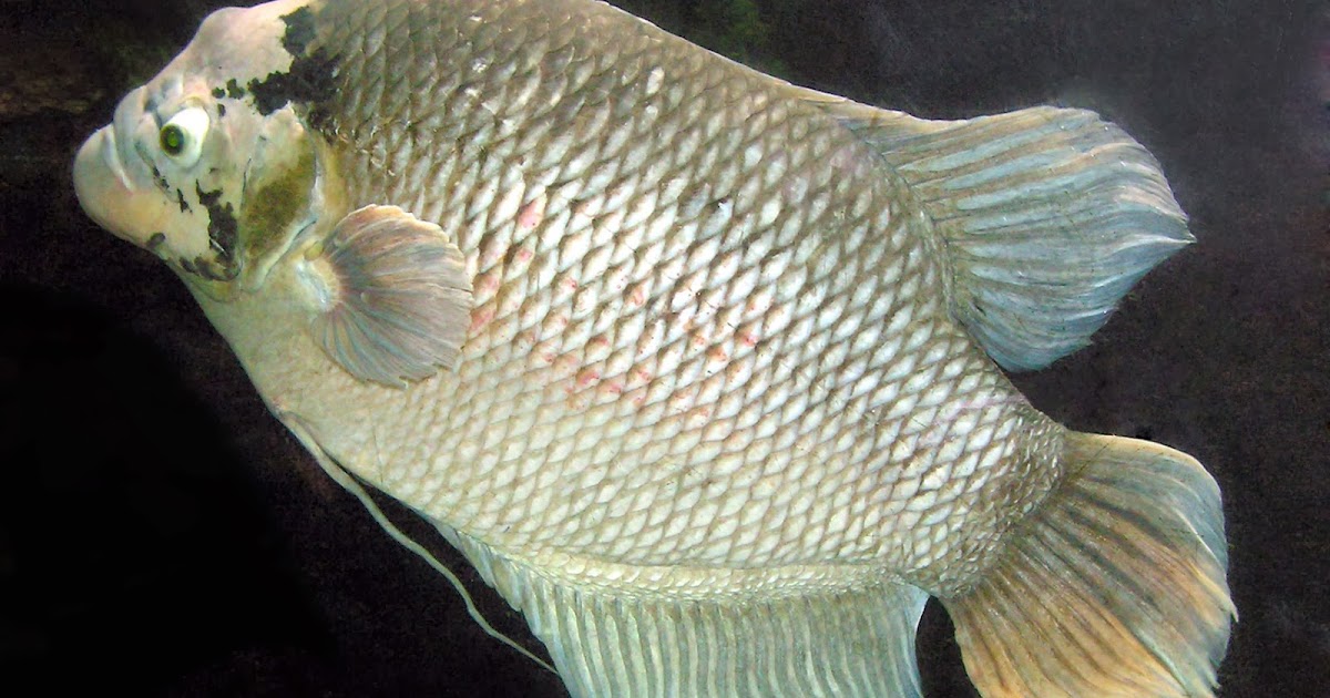 Ciri-ciri Dan Jenis Ikan Gurami  Situs Budidaya