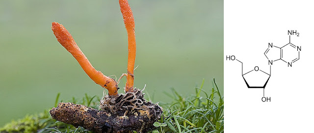 Ophiocordyceps sinensis - Based on Reliable Documents