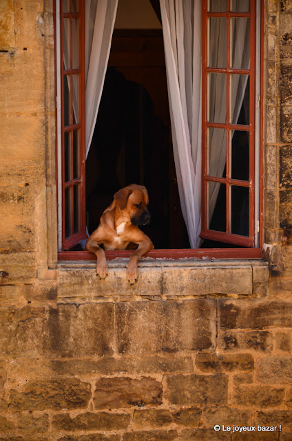 week end en Perigord  - Sarlat - chien