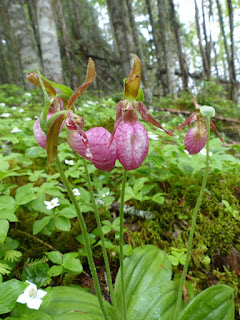 Cypripède acaule - Cypripède rose - Cypripedium acaule