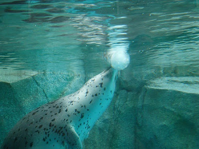 Frozen Ice Aquariam in Japan 