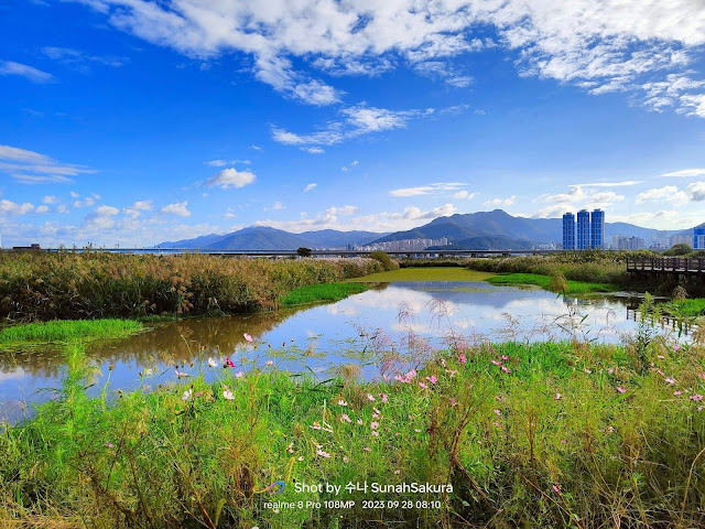 Pampas Grass dan Pink Muhly Grass di Daejeo Ecological Park, Busan