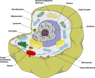 animal cell without labels. Animal Cell