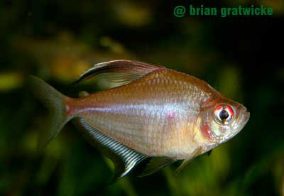 Bleeding Heart Tetra