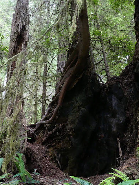 roots just stretching