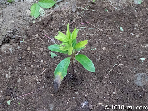 挿し木を植えつけ水をやる