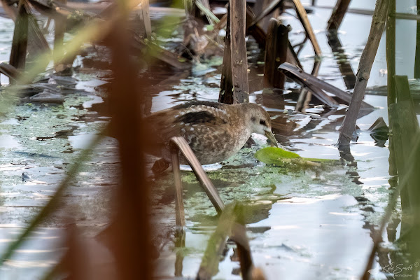 Little crake