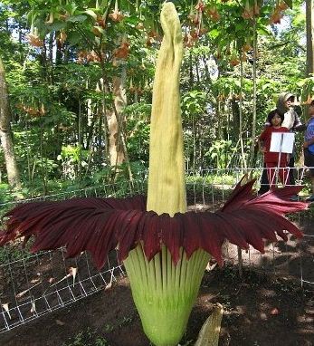  Hewan  dan Tumbuhan Langka di Indonesia Berpendidikan