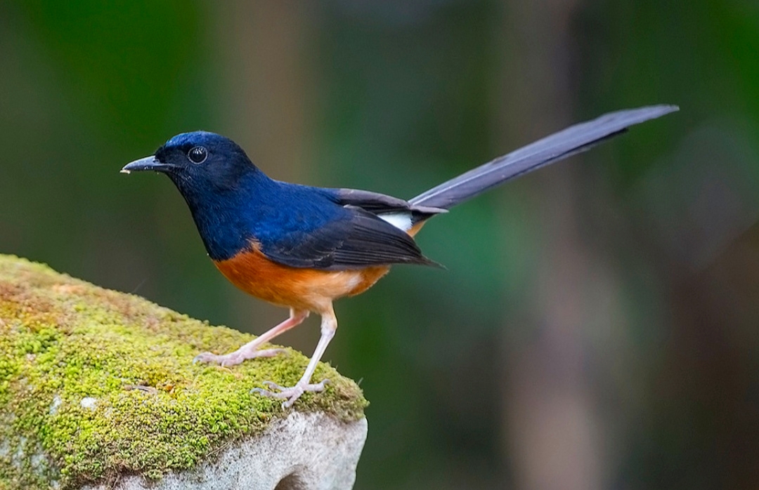 18 Jenis Burung Murai  Batu Terbaik di Seluruh Dunia 