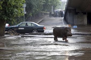 People fight Escaped hippopotamus