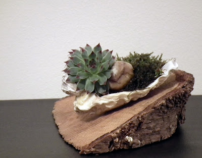 Oyster shell with succulent plants on a piece of wood