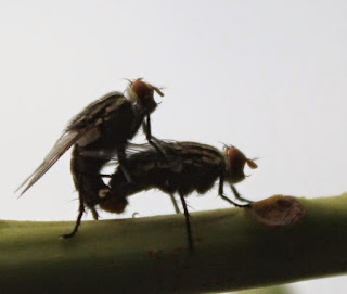 Obat Penghilang Tahi Lalat