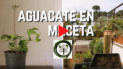 Vídeo sobre el cultivo de Aguacate en Maceta