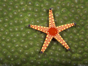 Underwater Creature | nature desktop wallpapers Images Photos