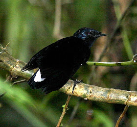 silktail found in Fiji