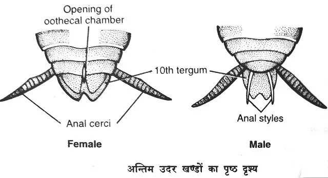 कॉकरोच के उपांग (Appendages of Cockroach)|hindi