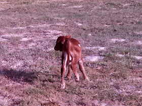 new born calf