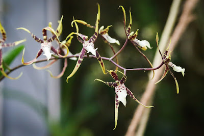 Grow and care Brassia Orchid - Spider orchid