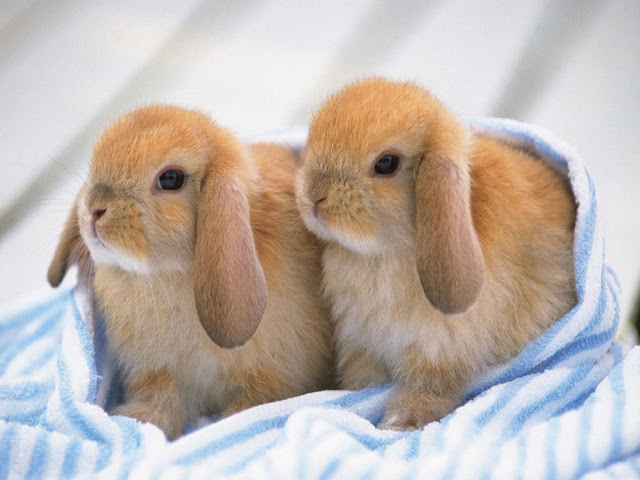Cute Rabbits 1