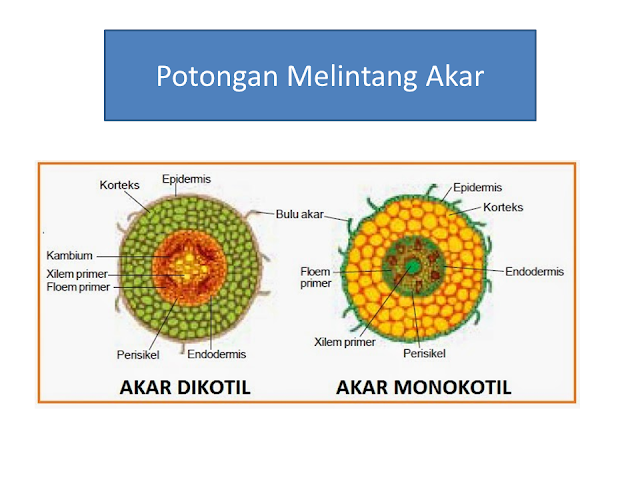 Potongan Melintang Akar