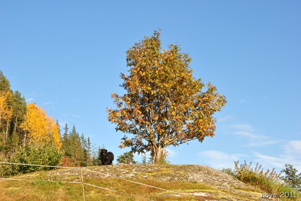 fint 021