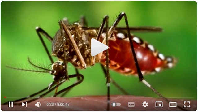 Anti Mosquito 8 horas: Melhor som repelente de mosquito e pernilongo - Parte 2