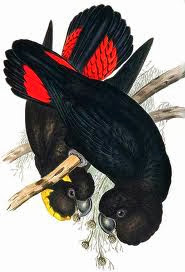 Cacatúa lustrosa: Calyptorhynchus lathami